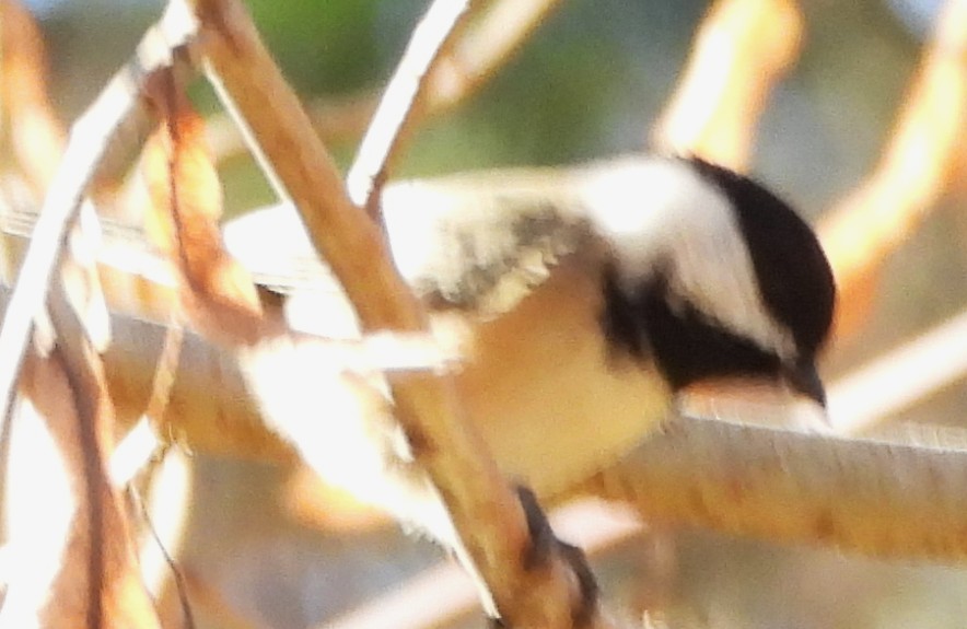 Black-capped Chickadee - ML644419924
