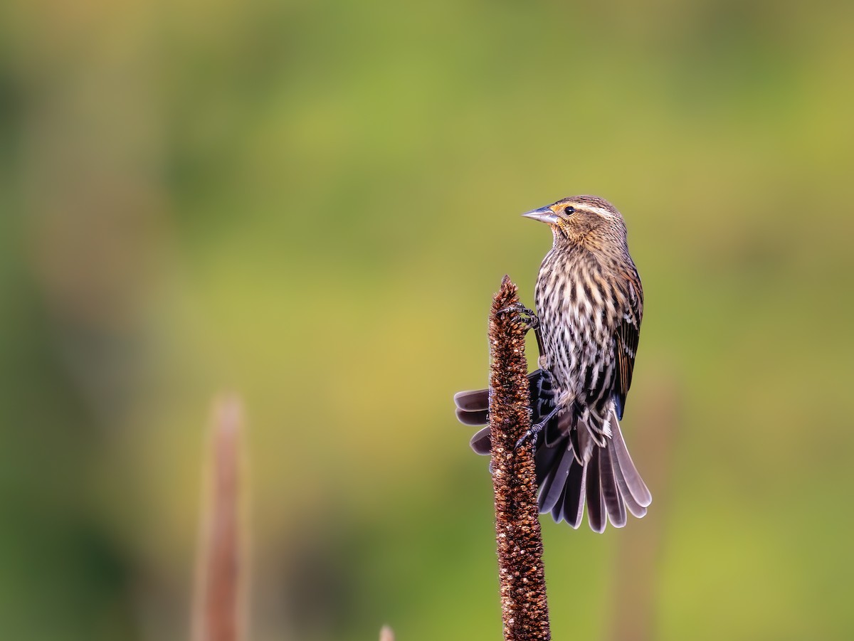 Al Kanatlı Karatavuk - ML644419925