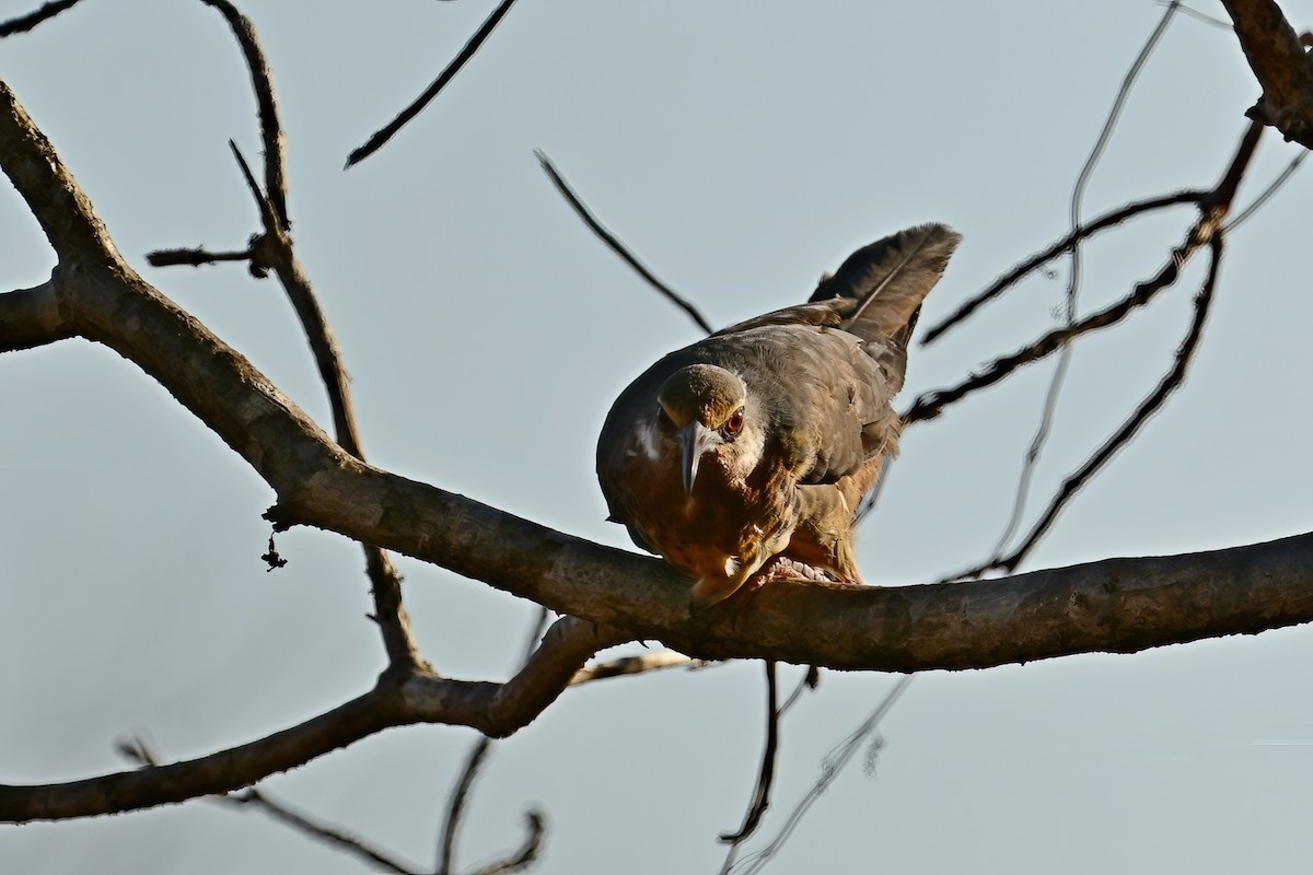 メスアカクイナモドキ - ML644419928