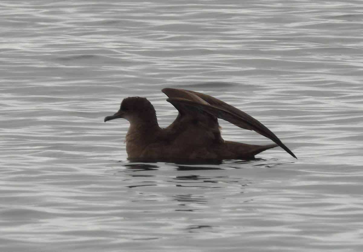 Short-tailed Shearwater - ML644419929