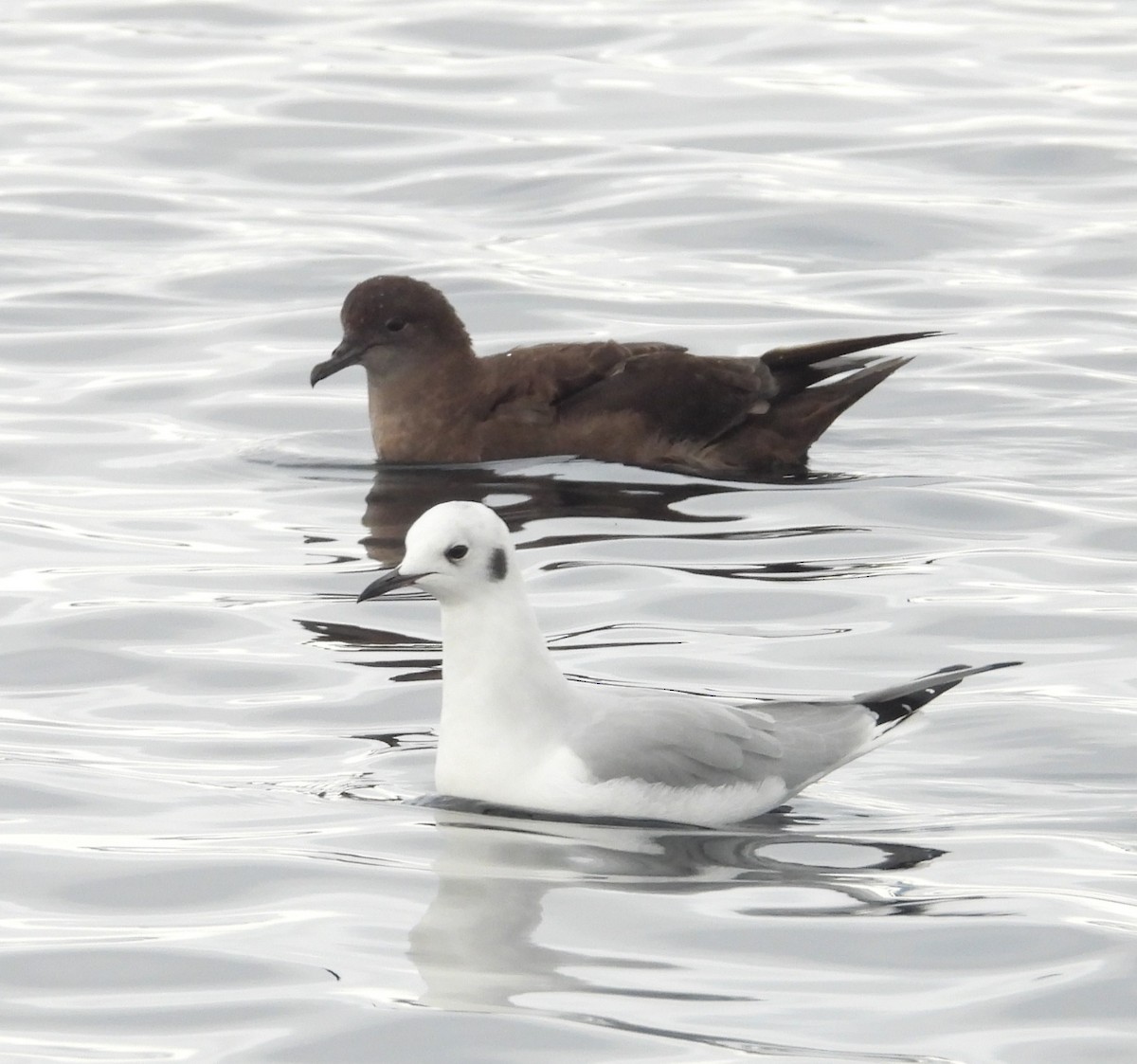 Short-tailed Shearwater - ML644419933