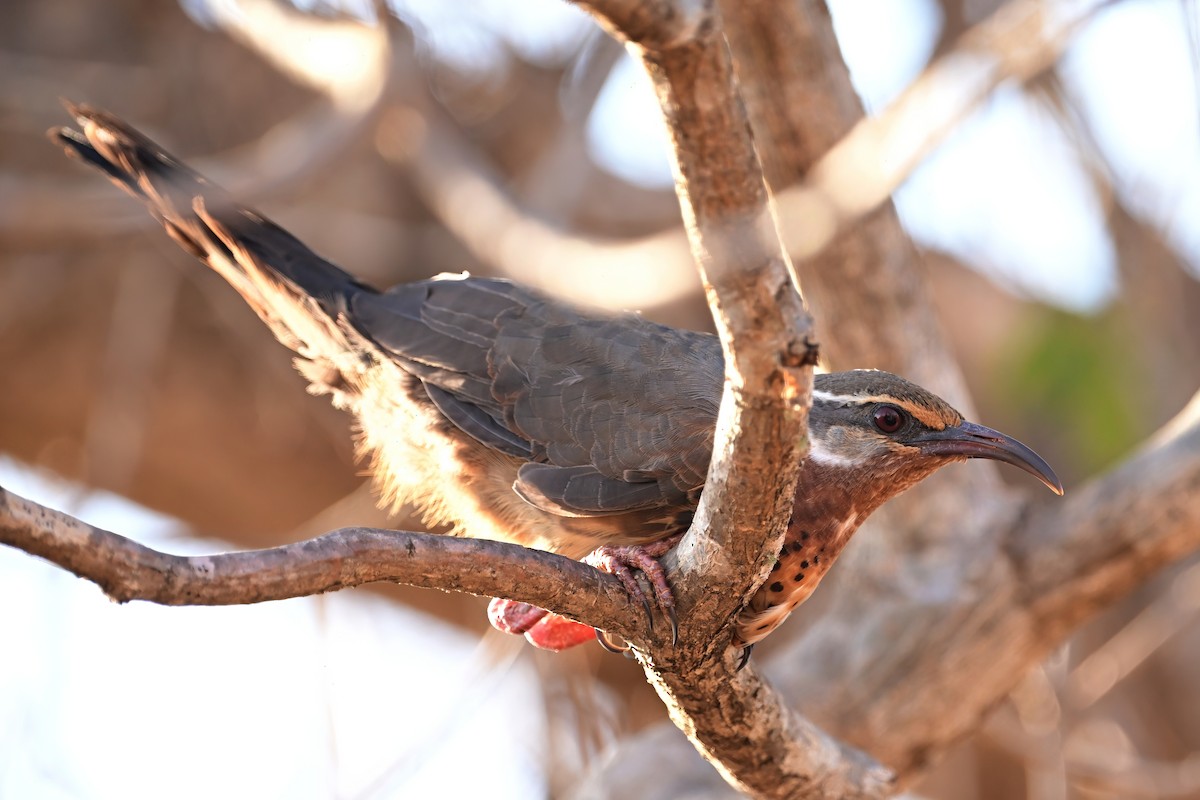 メスアカクイナモドキ - ML644419934