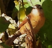 Cucarachero de Carolina - ML644419944