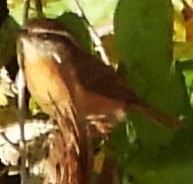 Cucarachero de Carolina - ML644419949