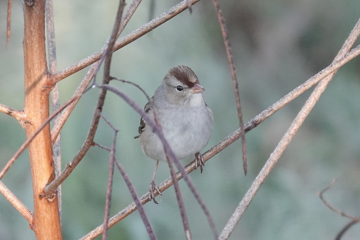 White-crowned Sparrow - ML644419962