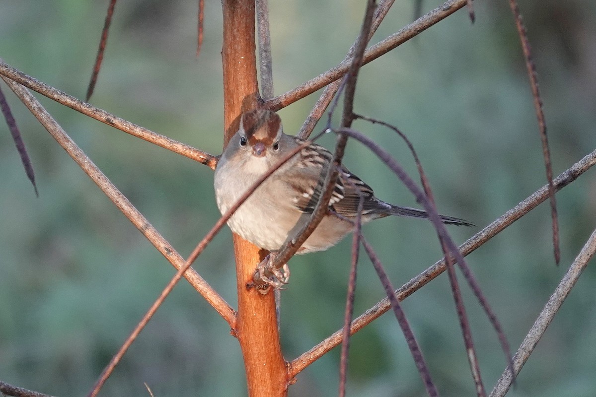 White-crowned Sparrow - ML644419963