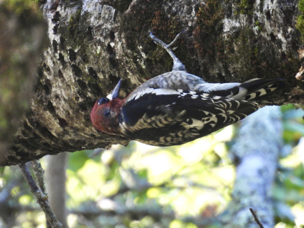 Red-breasted Sapsucker - ML644419964