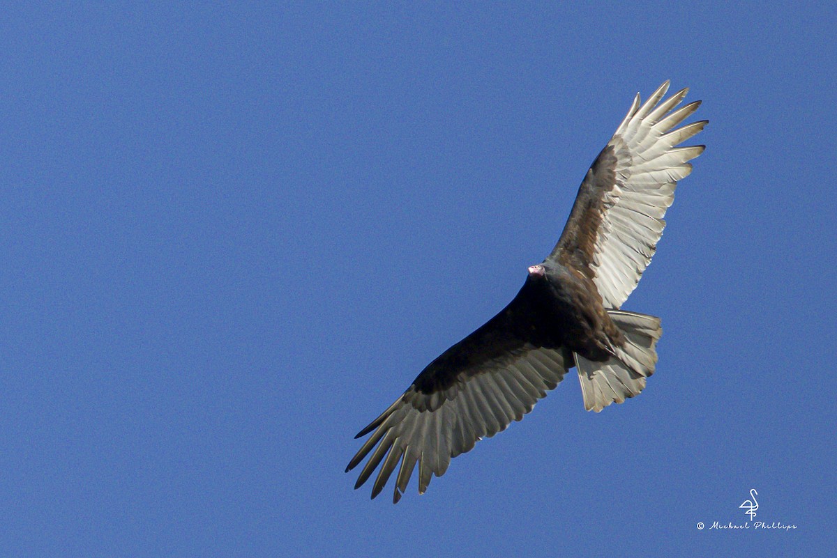 Turkey Vulture - ML644419965