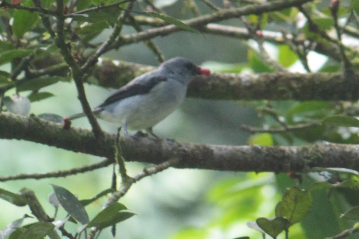 Plain-colored Tanager - ML644419968