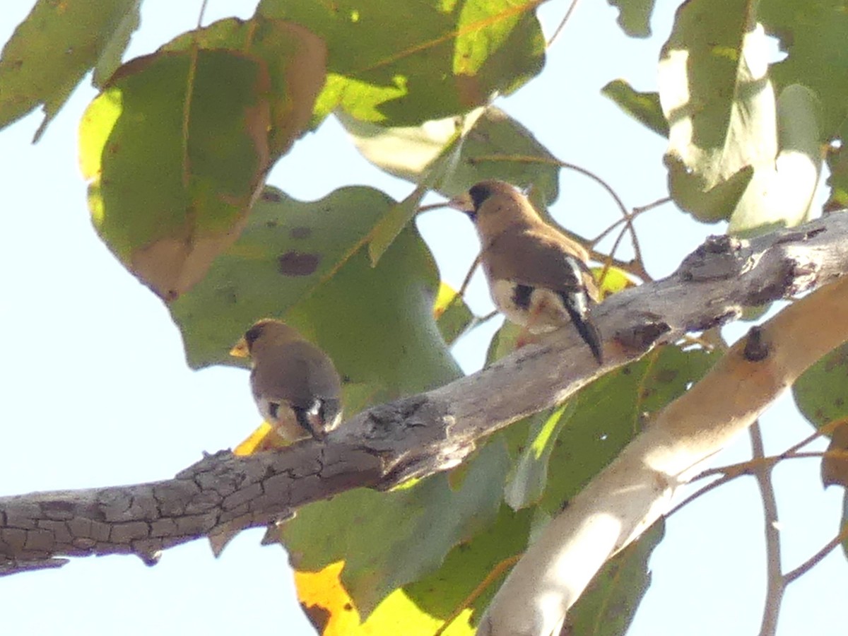 Masked Finch - ML644419970