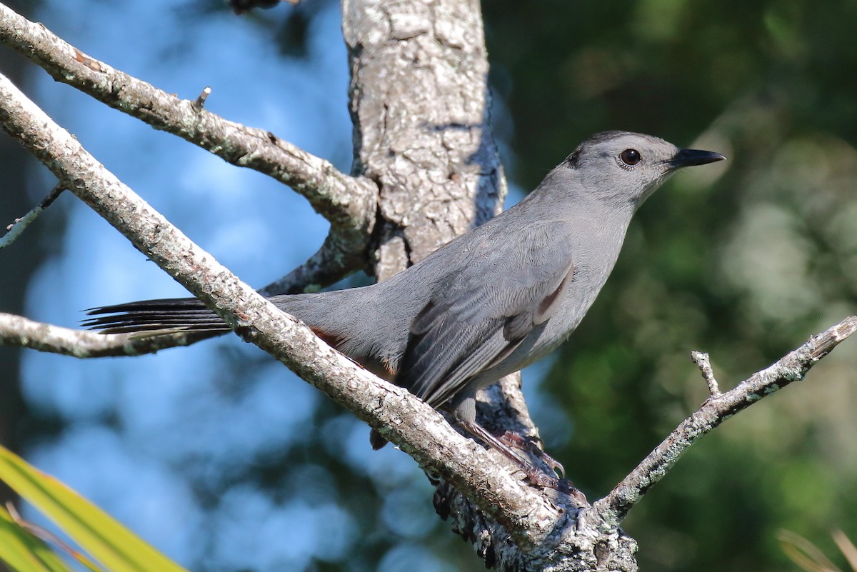 ימימן אמריקני - ML644419984