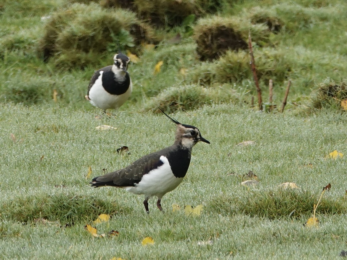 小辮鴴 - ML644419985