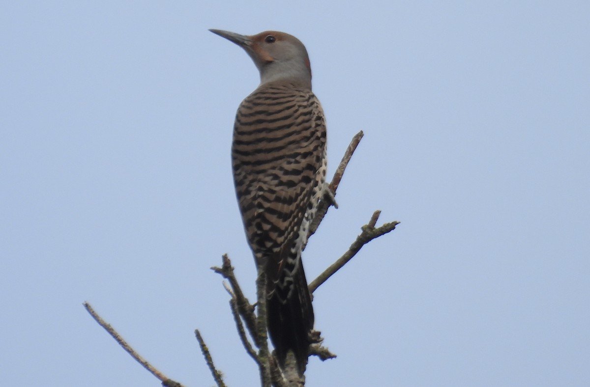 Northern Flicker - ML644419987