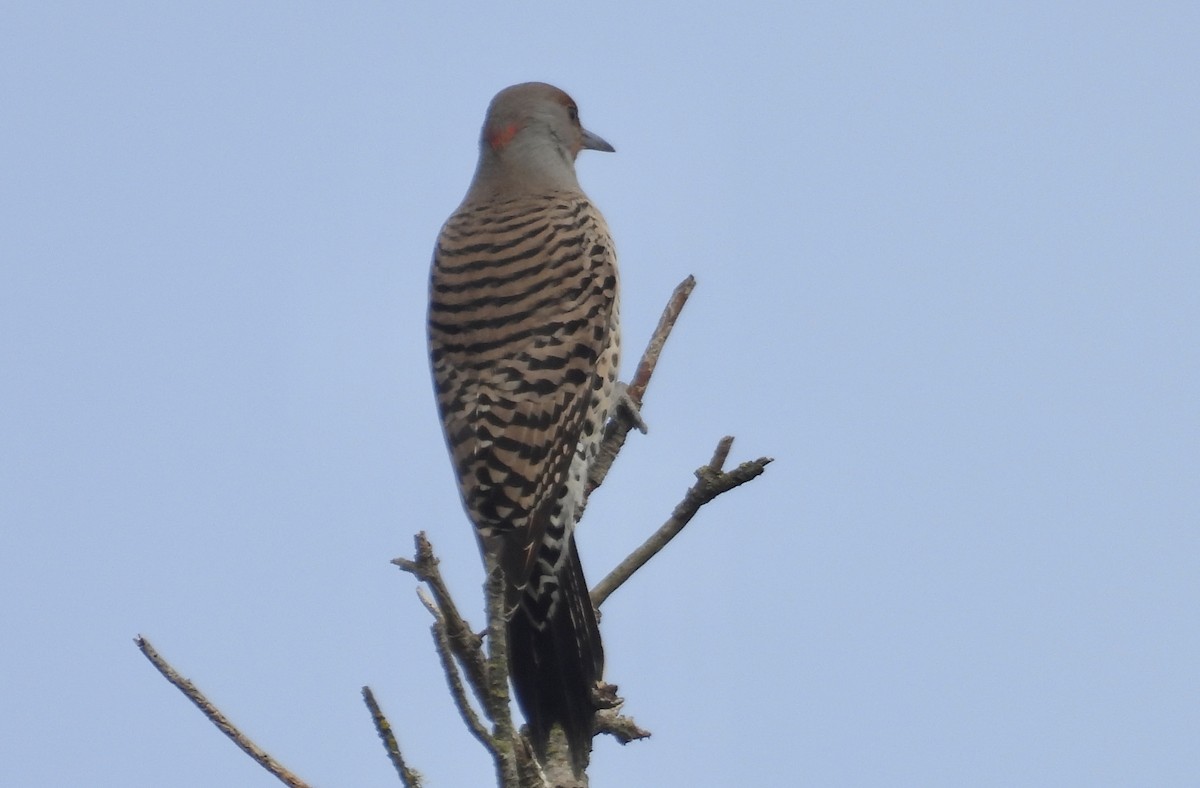 Northern Flicker - ML644419988