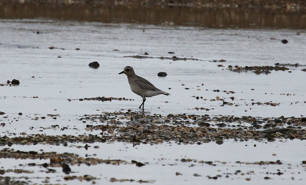 Буурал сүвээ цагаан - ML644419990