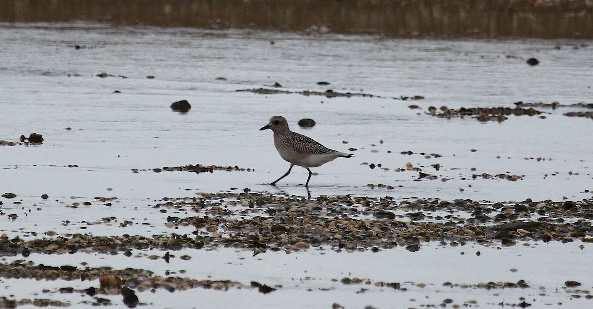 Буурал сүвээ цагаан - ML644419991