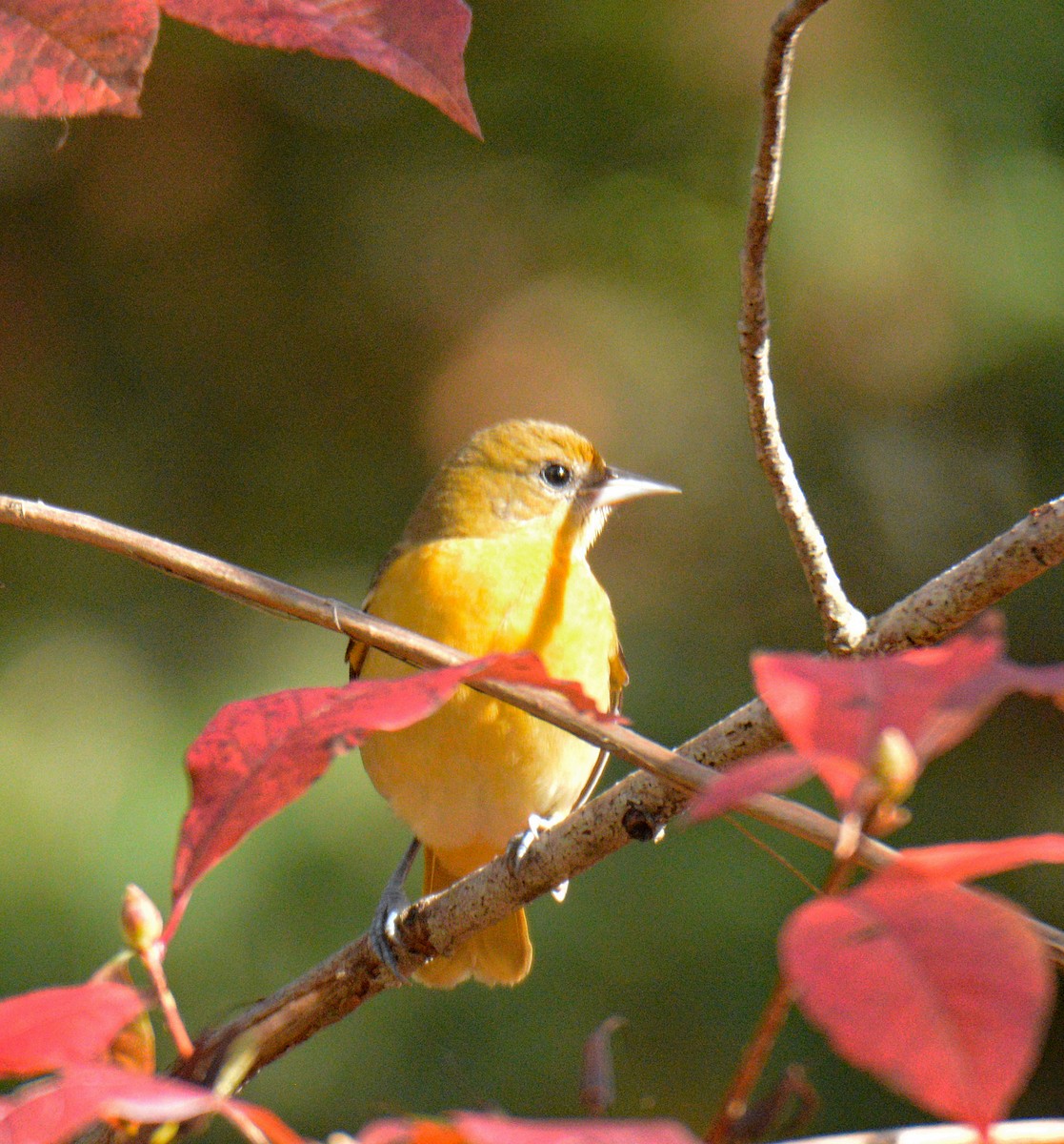 Baltimore Oriole - Michael J Good