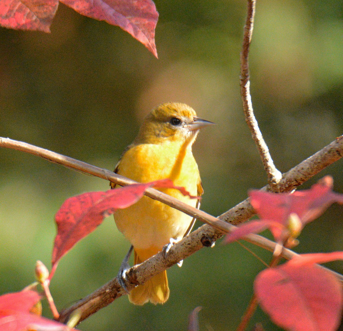 Baltimore Oriole - Michael J Good