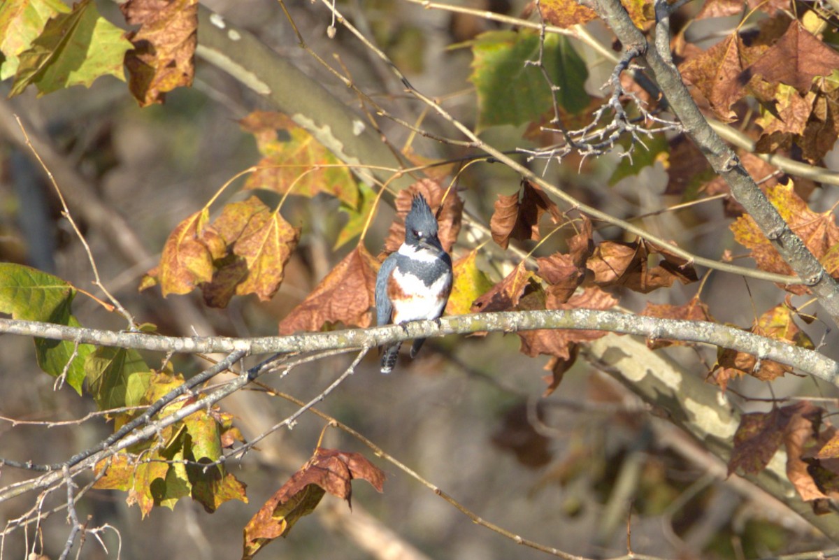 Belted Kingfisher - ML644420014