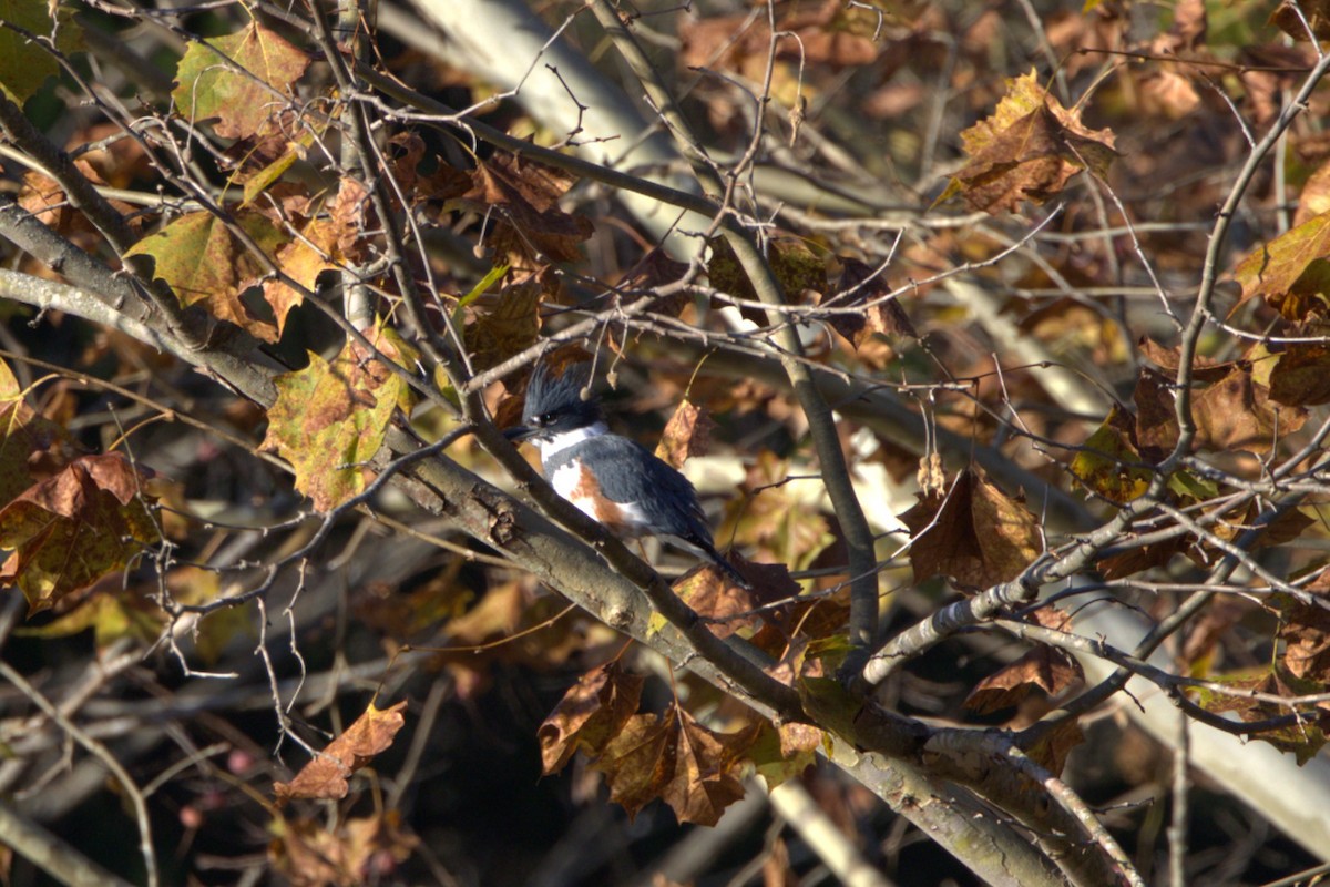 Belted Kingfisher - ML644420015