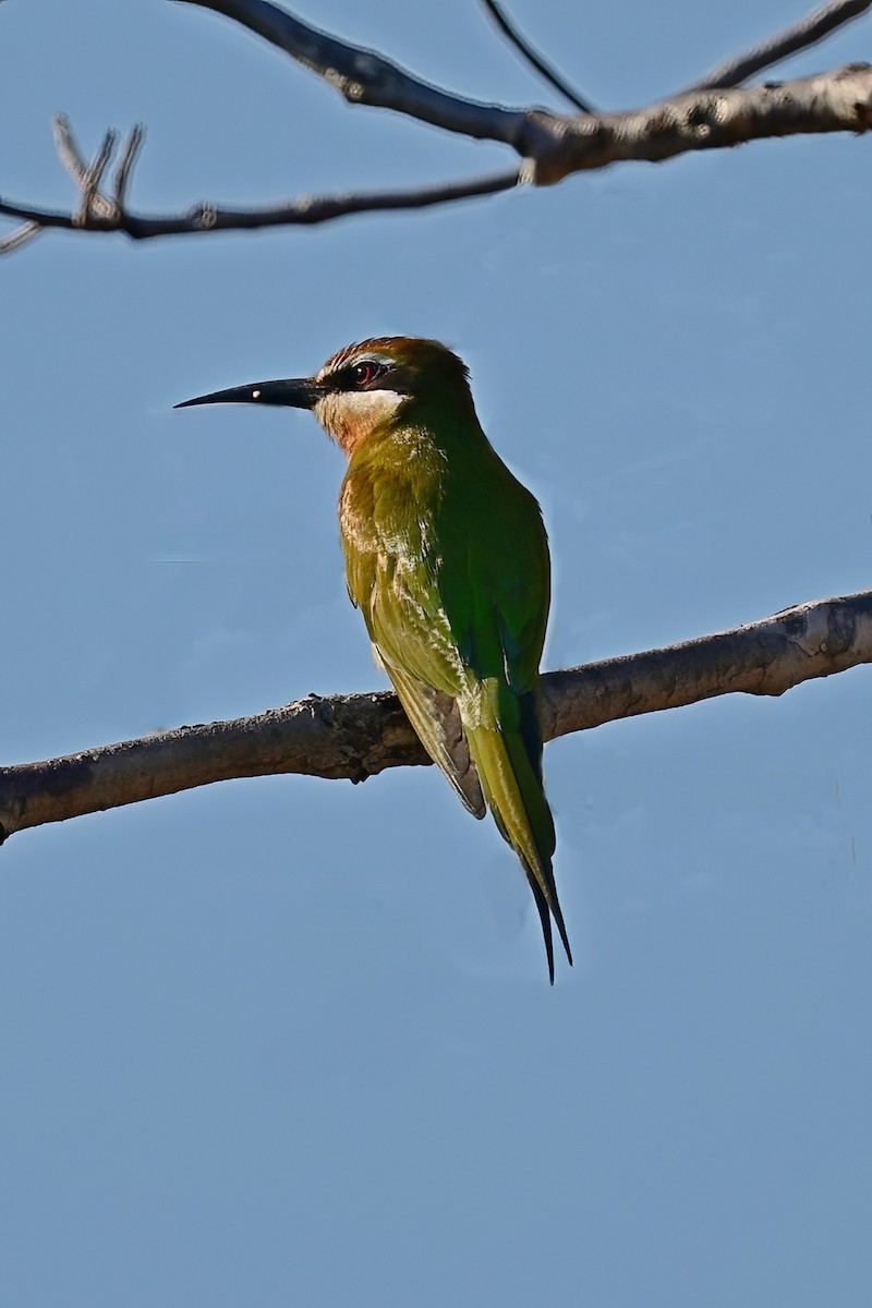Olive Bee-eater - ML644420027