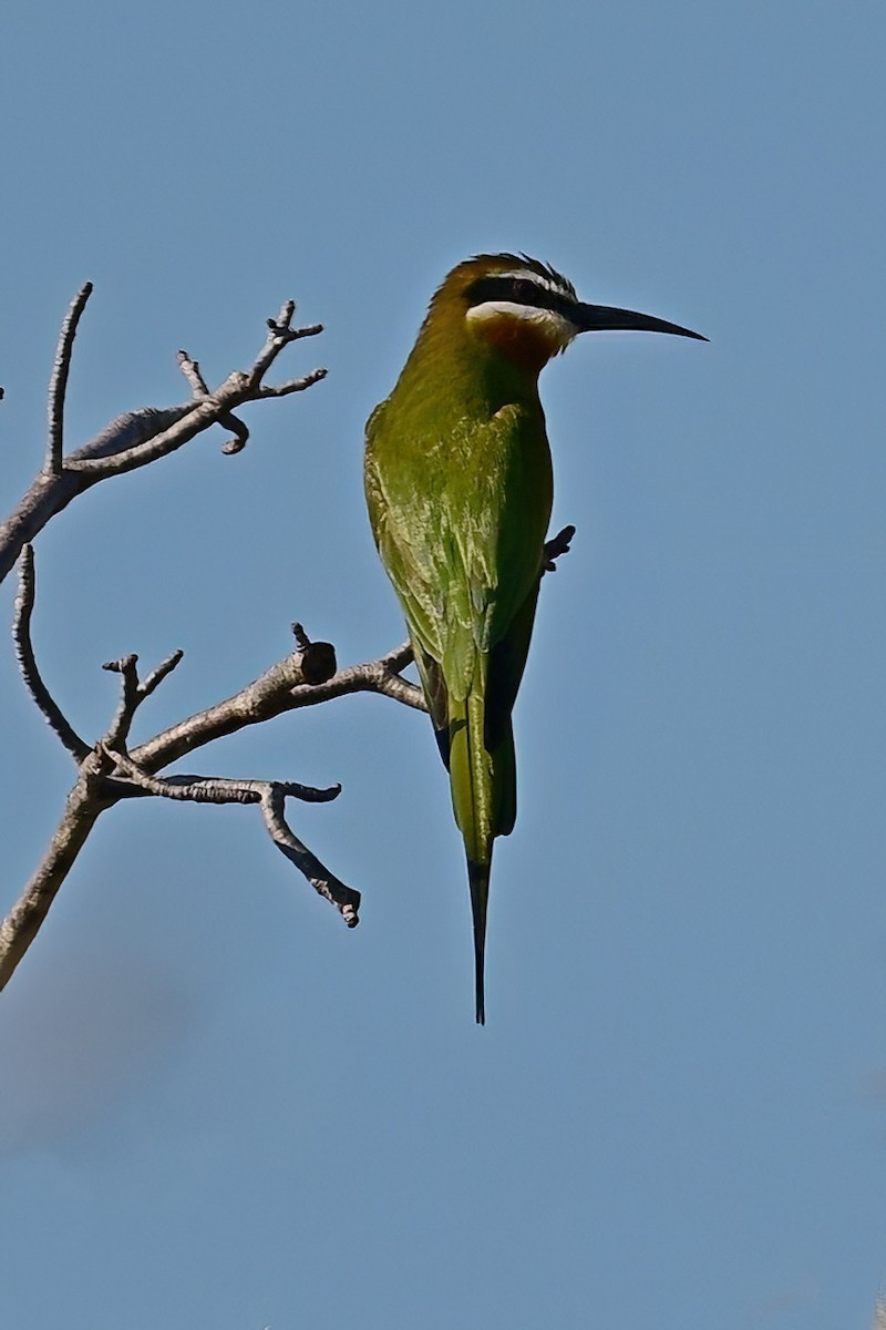 Olive Bee-eater - ML644420028