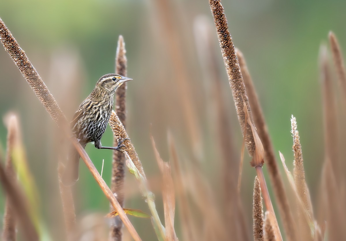 Al Kanatlı Karatavuk - ML644420030