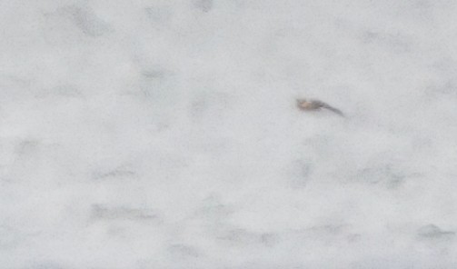 Hirondelle à front brun - ML644420033