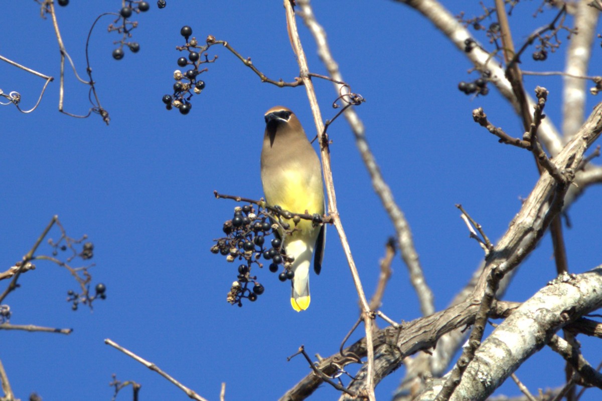 Cedar Waxwing - ML644420034