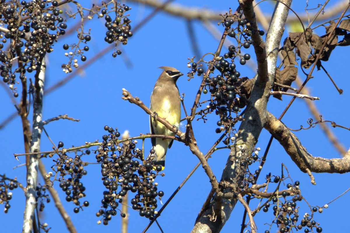 Cedar Waxwing - ML644420035