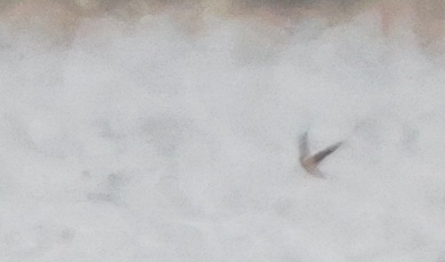 Hirondelle à front brun - ML644420053