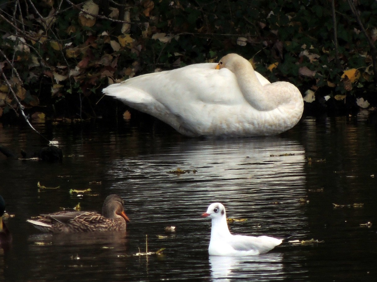 Whooper Swan - ML644420054