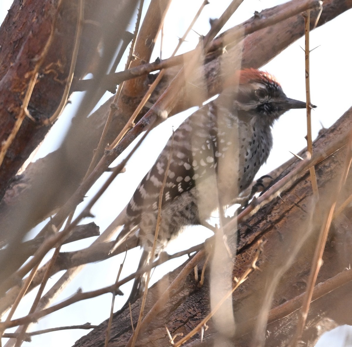 シマアカゲラ - ML644420056