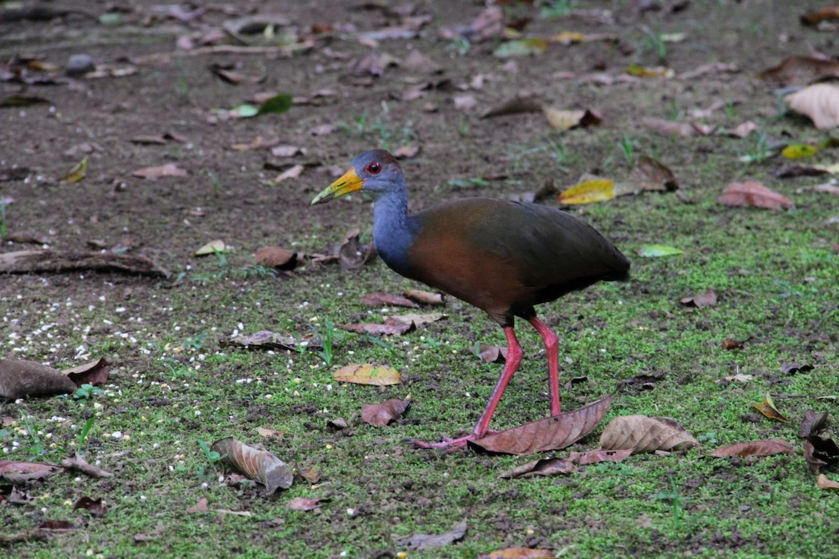 Russet-naped Wood-Rail - ML644420059