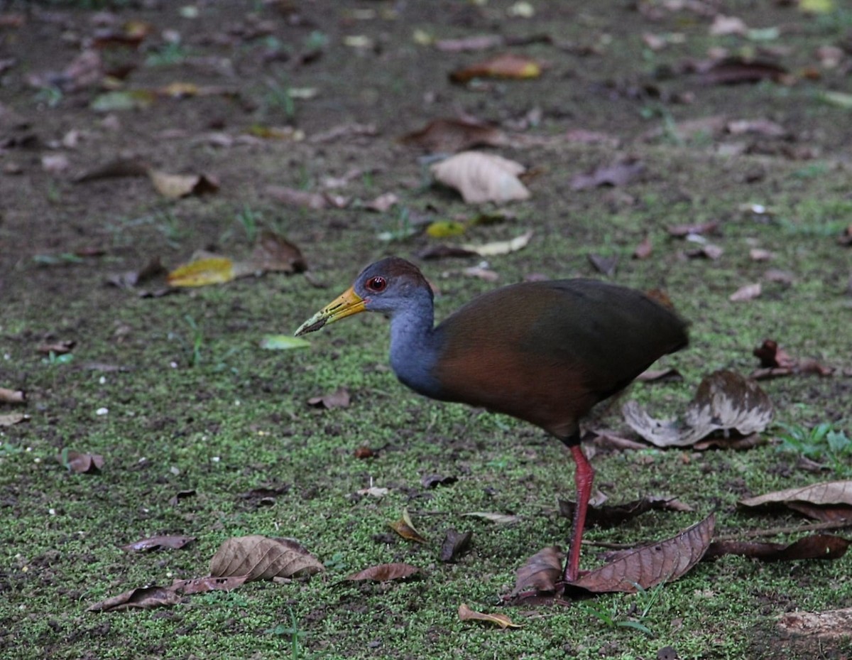 Russet-naped Wood-Rail - ML644420060