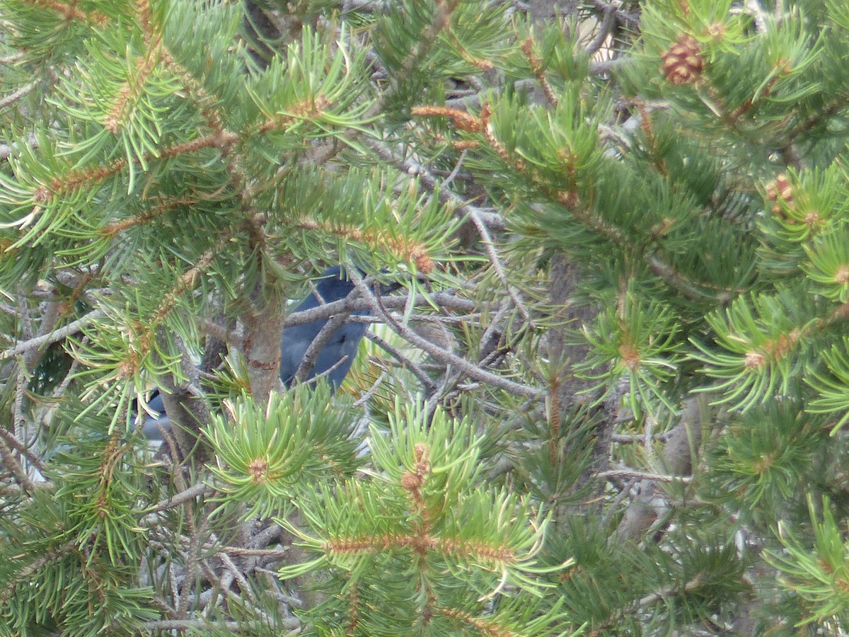 Pinyon Jay - ML644420062
