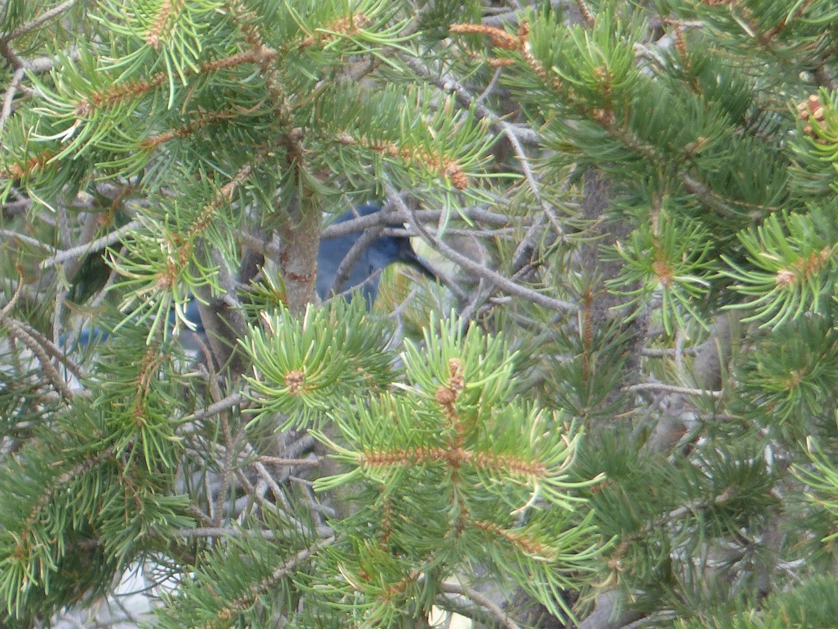 Pinyon Jay - ML644420063