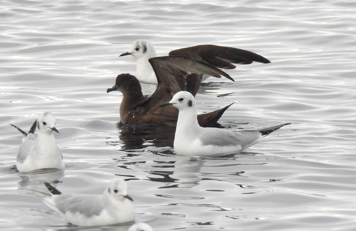 Bonaparte's Gull - ML644420064