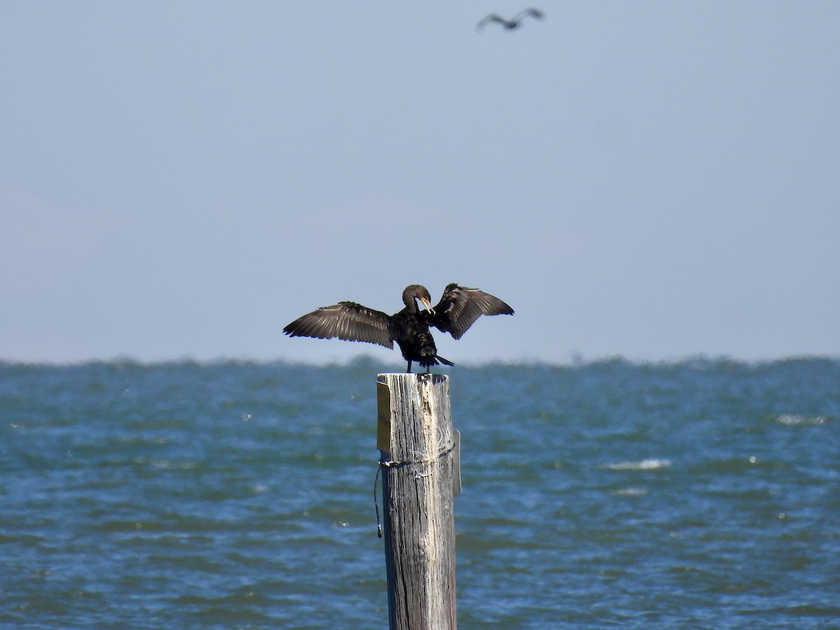 kormorán ušatý - ML644420065