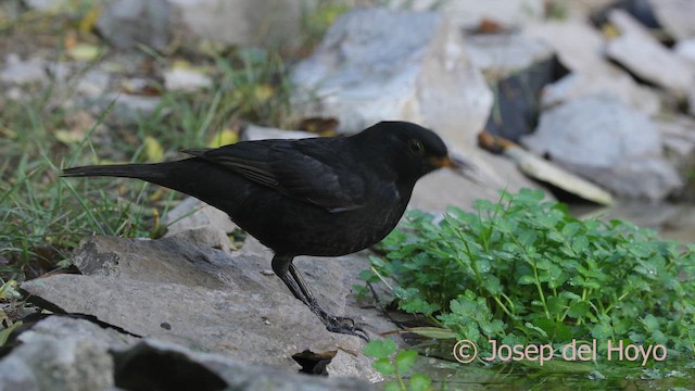 svarttrost - ML644420079