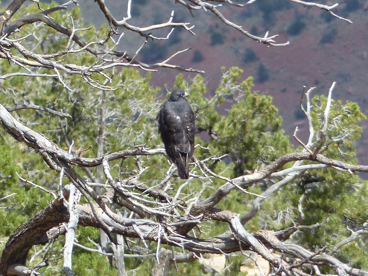 Buse à queue barrée - ML644420080