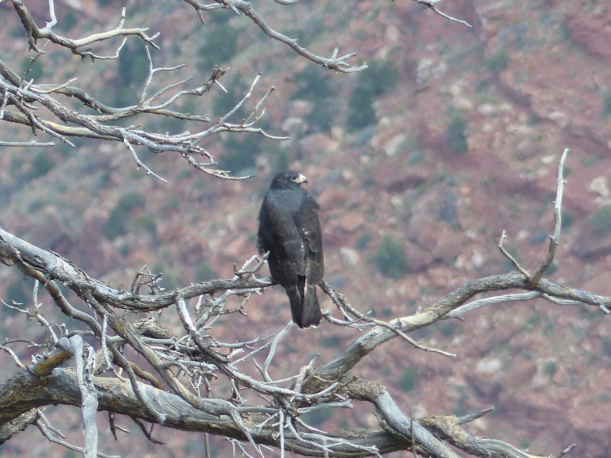 Buse à queue barrée - ML644420081