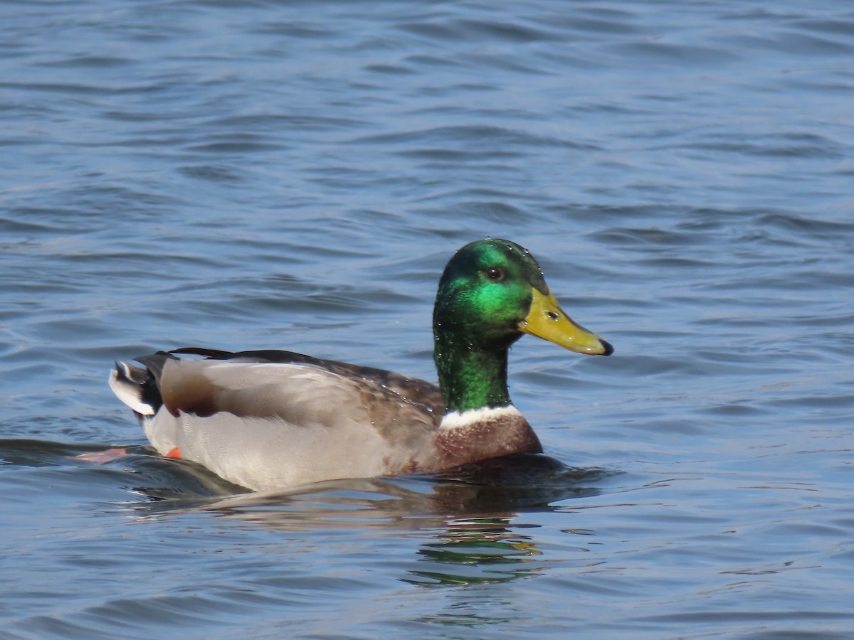 Крижень звичайний - ML644420082