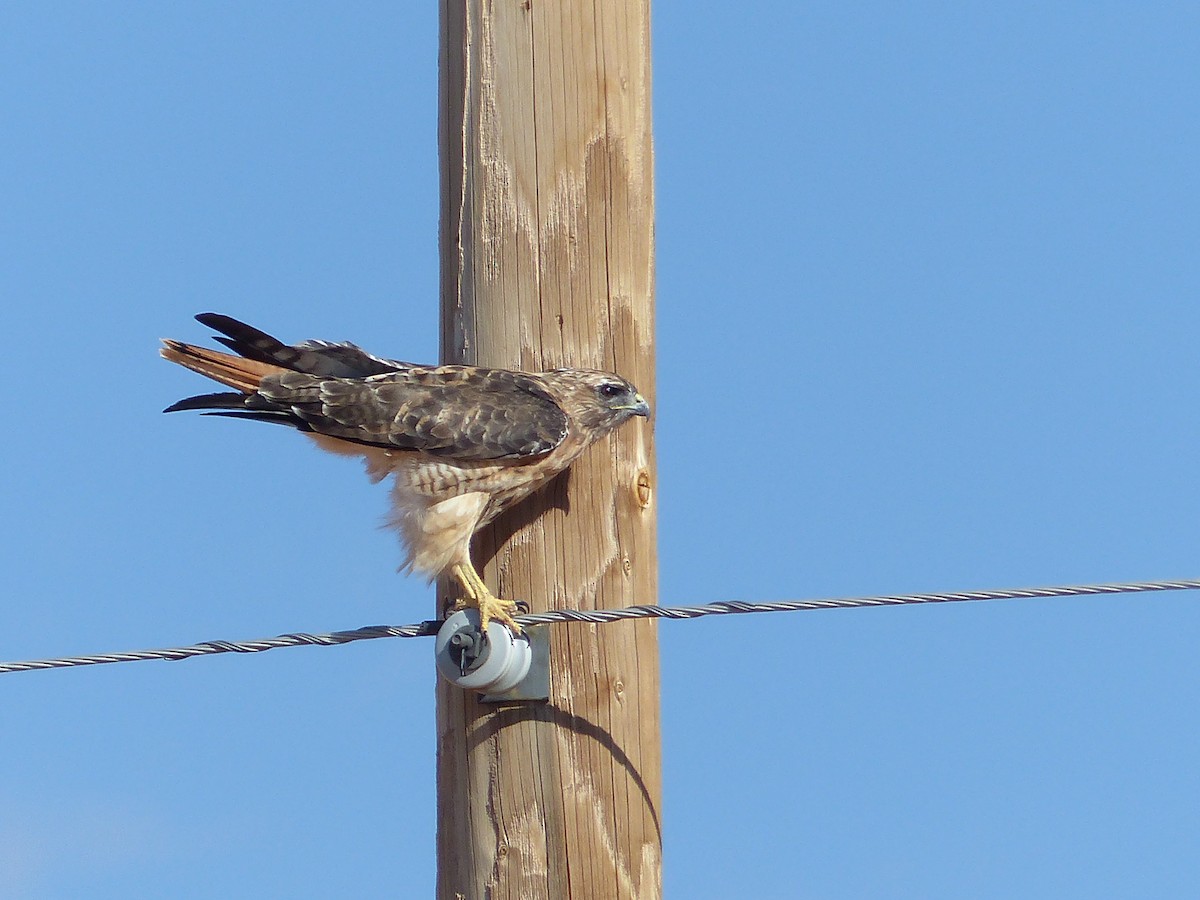 Red-tailed Hawk - ML644420090