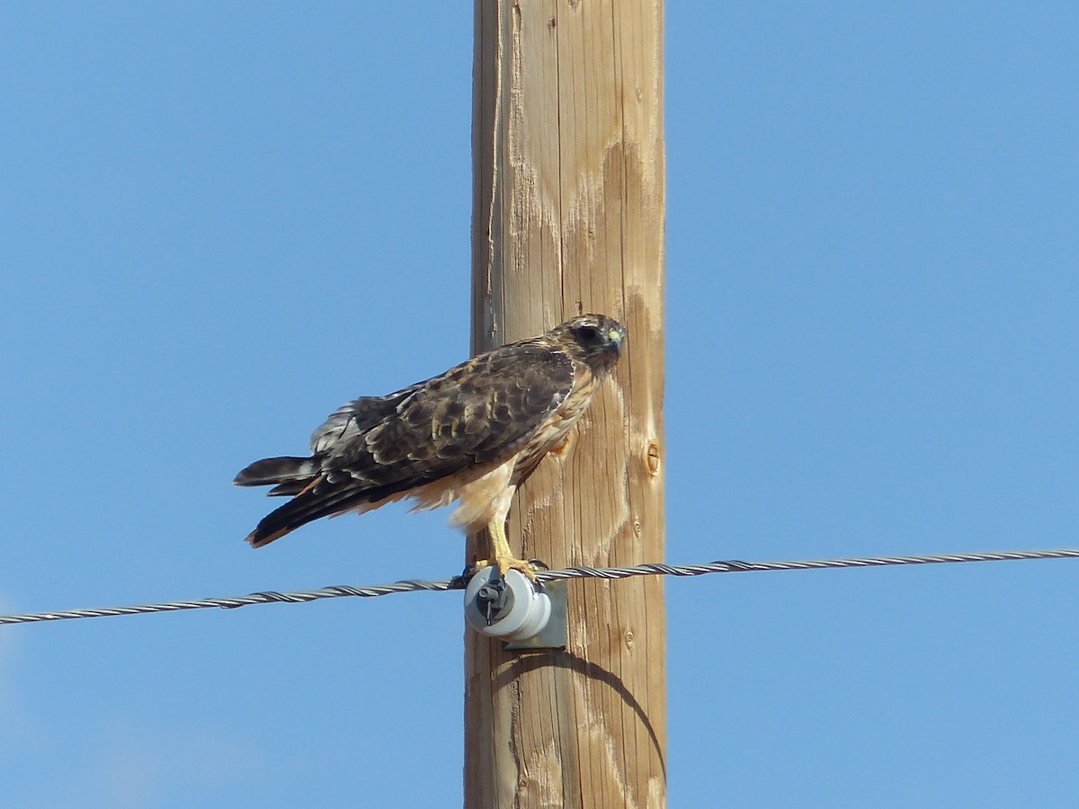 Red-tailed Hawk - ML644420091