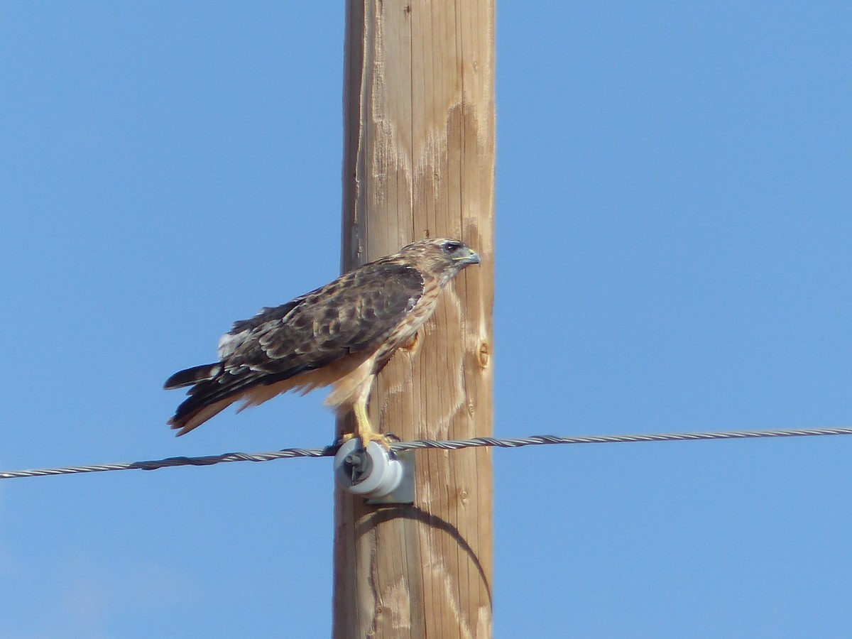 Red-tailed Hawk - ML644420092