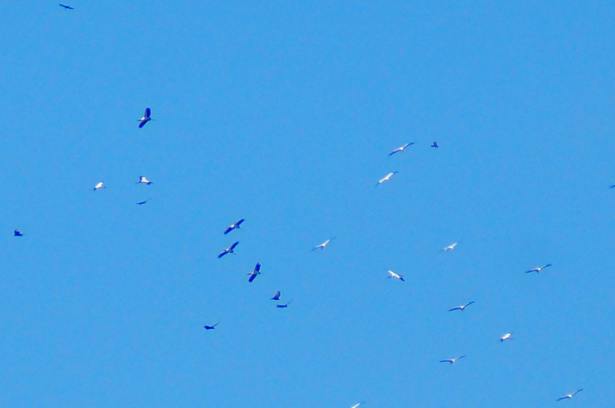 Wood Stork - ML644420093