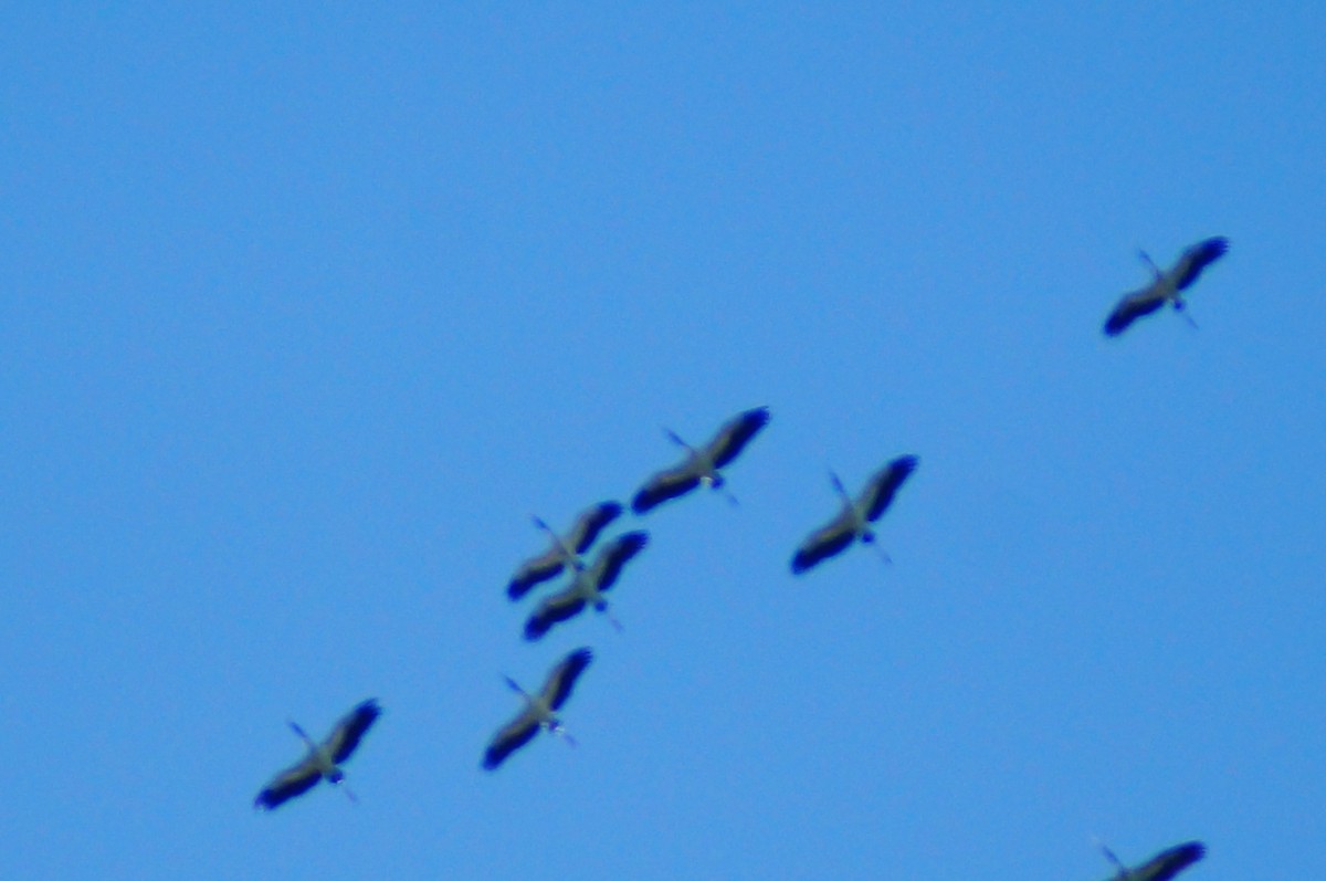 Wood Stork - ML644420094