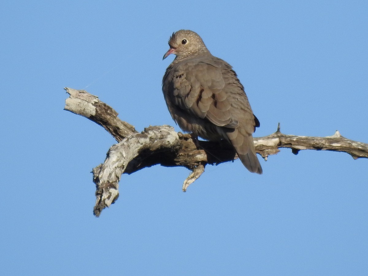 Common Ground Dove - ML644420097