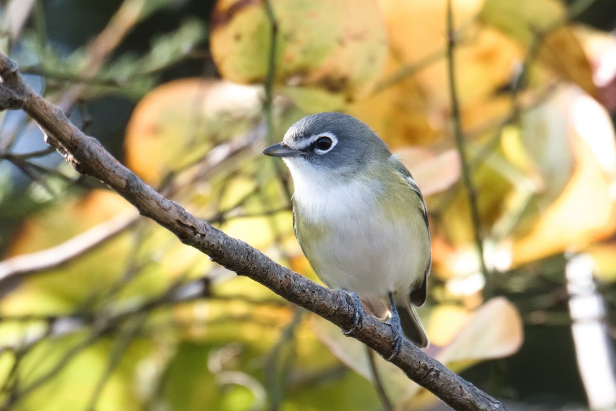 Blue-headed Vireo - ML644420104